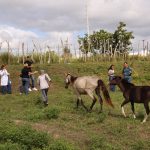 Criador Legal (9)